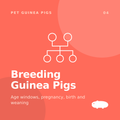 Breeding Guinea Pigs: A Practical Program