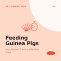 Feeding Guinea Pigs: Hay, Pellets &amp; Fresh Food